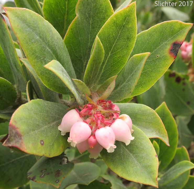 Bristly Manzanita, Columbia Manzanita, Hairy Manzanita: Arctostaphylos columbiana (Synonyms: Arctostaphylos columbiana ssp. columbiana, Arctostaphylos nortensis, Arctostaphylos tracyi)